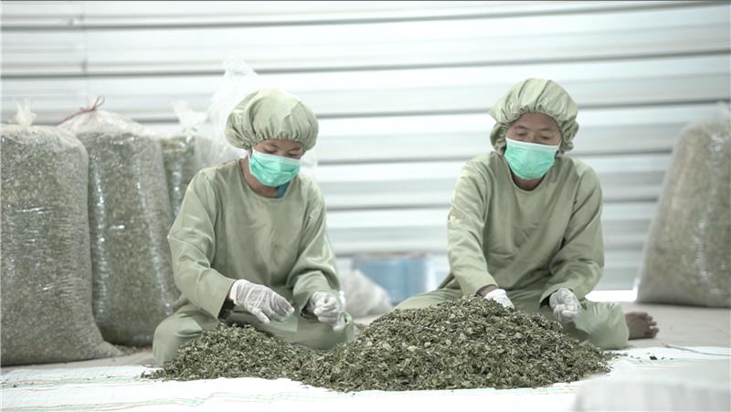 LPEI, a leading exporter of the Moringa superfood, is pushing for growth.